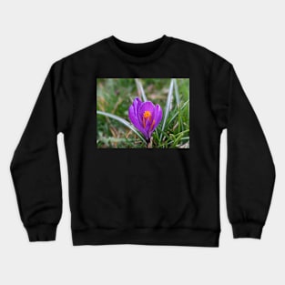 Purple and Orange Flower in Grass 2 Crewneck Sweatshirt